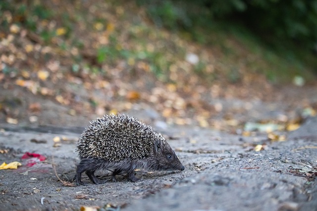 平衡球员薪 平衡球员薪