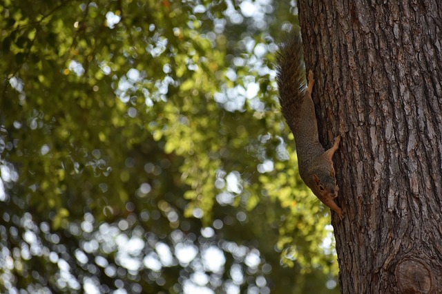 多次挑战两 多次挑战两